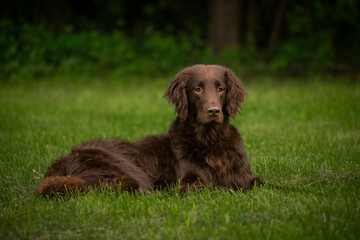 Beautiful brown flat-coated retriever sitting on green grass in the park during summer	
