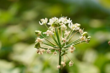 Wall Mural - White flower and seed of Garlic chives, Leek Chinese chives, Oriental garlic or Chinese leek. Herbs, healthy food, Organic food and vegetables gardening or city farming concept. nature background.