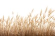 © Rawpixel.com - Grass backgrounds plant wheat