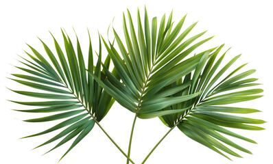 Canvas Print - Three green palm fronds, cut out