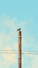 Wall Mural - A bird on the electric pole with sky background outdoors nature electricity.