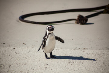 African penguin 