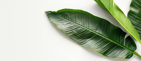 Poster - Isolated coconut leaf on a white background with copy space image