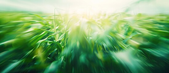 Canvas Print - Blurred cornfield view creating an abstract background with plenty of copy space image