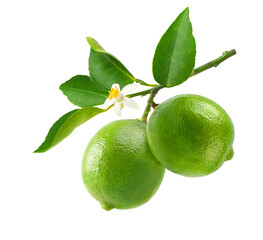 Wall Mural - Green limes hanging with branch and leaves isolated on white background.