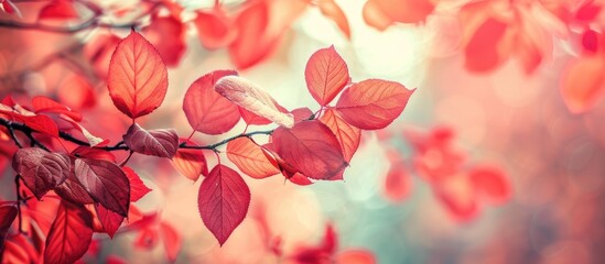 Leinwandbilder - Abundant red leaves clustered on a tree branch in a serene setting ideal for a copy space image