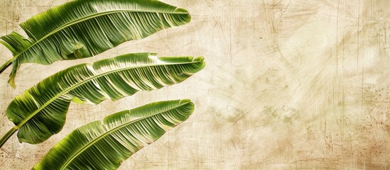 Poster - Banana tree leaves create a textured abstract background with ample copy space image