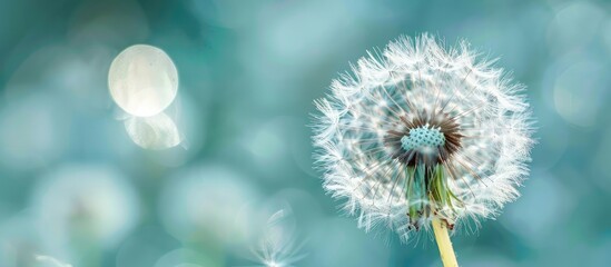 Aufkleber - Close up of a dandelion flower with copy space image