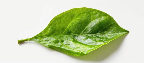 Poster - Close up of a green leaf isolated on a white background in a garden with copy space image ideal for ecological themes