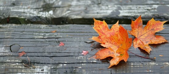 Aufkleber - Autumn colored maple leaves on a damp wood surface with room for a copy space image