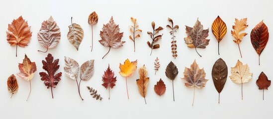 Wall Mural - Autumnal foliage arranged on a blank white surface providing empty space for images. Creative banner. Copyspace image