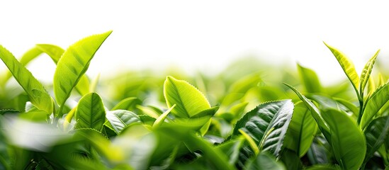 Aufkleber - A close up of fresh green tea leaves shot against a white background from an organic tea plantation providing a food concept with a clipping path and space for additional image elements