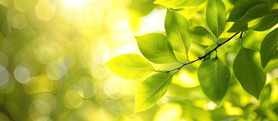 Poster - Close up of vivid lime toned leaves in summer creating a blurred bright sunlight green leaf background with copy space image
