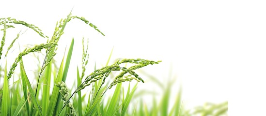 Poster - Close up of rice paddy on a white backdrop with copy space image