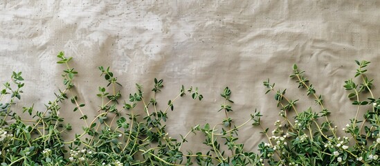 Aufkleber - Blooming fresh thyme herb and lemon thyme plants on a linen background with healthy greens creating an ideal copy space image