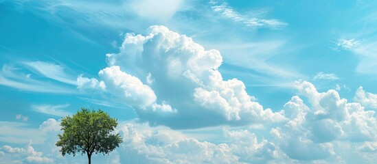 Poster - Blue sky with fluffy clouds providing a backdrop for a tree top with copy space image
