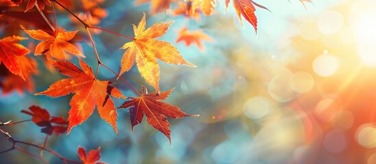 Poster - Autumn maple leaves on a branch are illuminated by the setting sun against a blue sky creating a picturesque copy space image