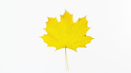 large natural maple leaf gradually changes color from green to brown and back. minimal concept of th