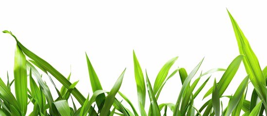 Aufkleber - Close up of isolated grass leaves on a white background with copy space image