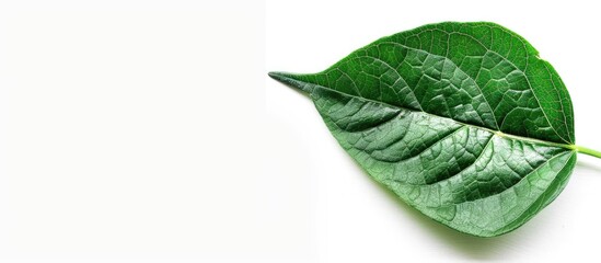 Poster - Close up of a green leaf isolated on a white background in a garden with copy space image ideal for ecological themes