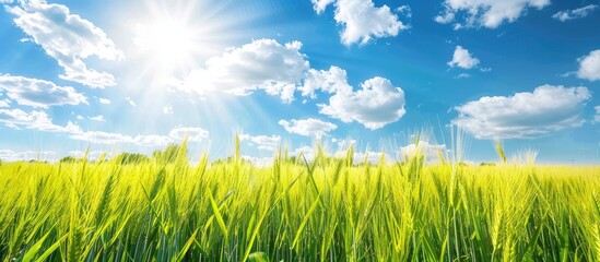 Canvas Print - Barley field beneath a clear blue sky with fluffy clouds perfect for a copy space image