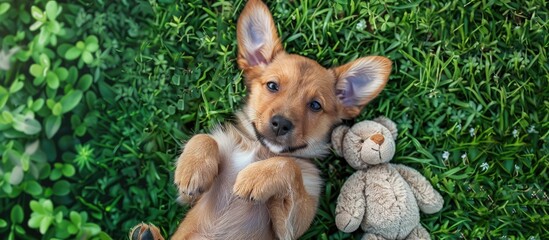 Adorable puppy with bunny ears rests on its back in lush green grass during summer surrounded by a teddy bear seen from above Perfect for text with copy space image