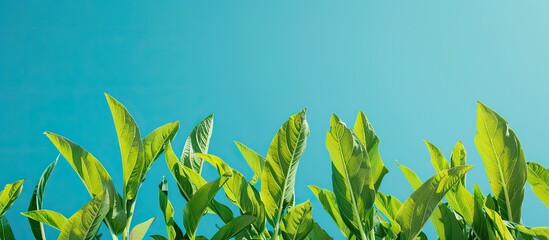 Sticker - Carrot leaves set against a vibrant clear blue sky with ample room for text quotes or ads in the copy space image