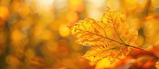 Aufkleber - Close up view of an autumn leaf with a background suitable for adding text copy space image