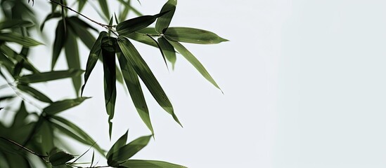 Aufkleber - A background image featuring bamboo leaves against a white sky. Creative banner. Copyspace image