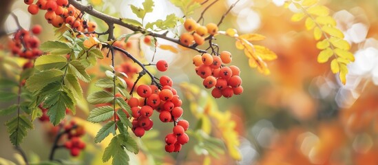 Poster - Autumn branch of a rowan tree adorned with vibrant red berries perfect for a copy space image