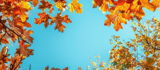 Poster - Colorful autumn leaves frames against a blue sky copy space image