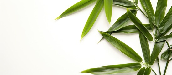 Poster - A bamboo leaf displayed on a white backdrop perfect for copy space image