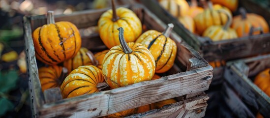 Poster - Close up of mini striped pumpkin gourds in a wooden crate at the farm in autumn with copy space image