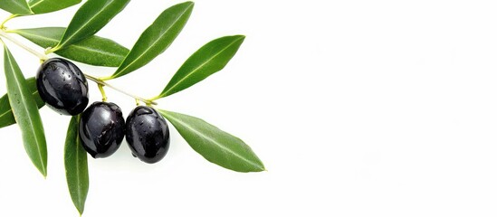 Canvas Print - With copy space image a black olive on a branch contrasts beautifully against the background for your text placement