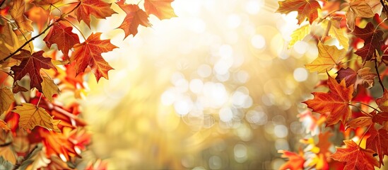 Poster - Autumn foliage forming a framework with a copy space image