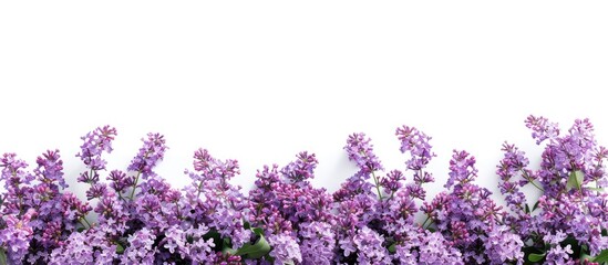 Sticker - A border of blooming lilac flowers set against a white background ideal for copy space image