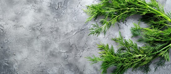 Poster - Top down view of vibrant green dill on a grey surface with ample copy space image
