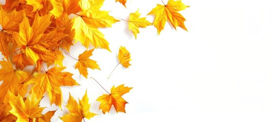 Aufkleber - Autumn themed backdrop with numerous yellow maple leaves featuring a white background providing room for text in a copy space image