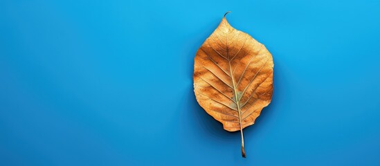 Poster - Bright blue backdrop with a single dry leaf perfect for copy space image