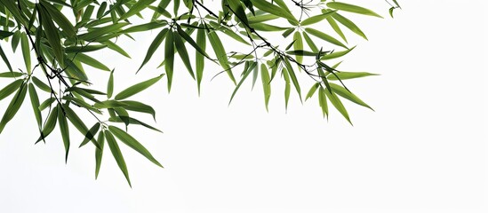 Aufkleber - A background image featuring bamboo leaves against a white sky. Creative banner. Copyspace image