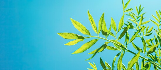 Canvas Print - Carrot leaves set against a vibrant clear blue sky with ample room for text quotes or ads in the copy space image