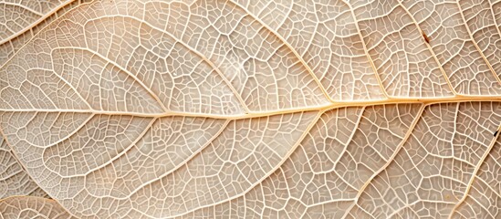 Poster - A detailed view of an attractive decorative skeleton leaf in a copy space image