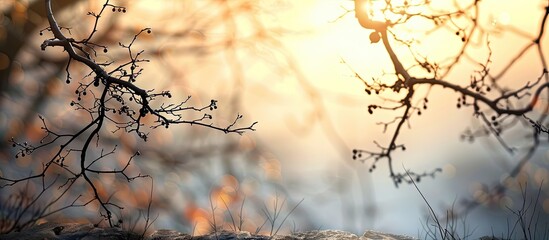 Poster - Blurred silhouettes of tree branches on a stone backdrop with copy space image