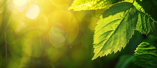 Aufkleber - A close up shot of a green leaf illuminated by sunlight provides a nature themed background with copy space image