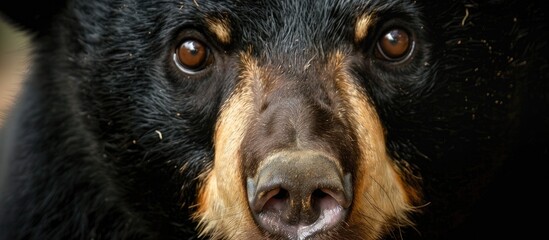 Wall Mural - Detailed close up photograph of an Asian black bear with a copy space image