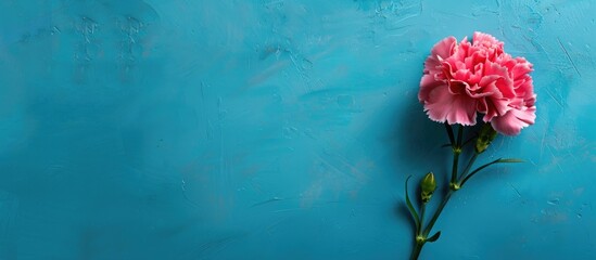 Poster - Top down view of a lovely pink carnation flower on a bright blue table with copy space image representing a Mother s Day gift idea