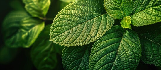 Fototapete - A detailed shot showcasing a green leaf pattern ideal as a natural background with copy space image