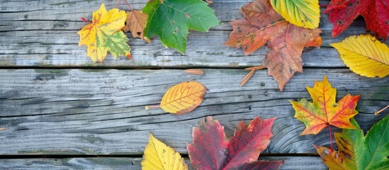 Sticker - Autumn leaves in shades of green yellow and red laid out on a wooden table with copy space image