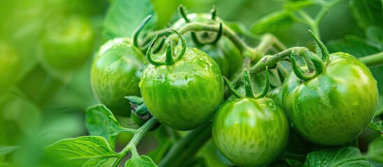 Aufkleber - A close up of a bunch of green tomatoes on a bush in the garden isolated with copy space image