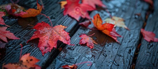 Aufkleber - Autumn colored maple leaves on a damp wood surface with room for a copy space image